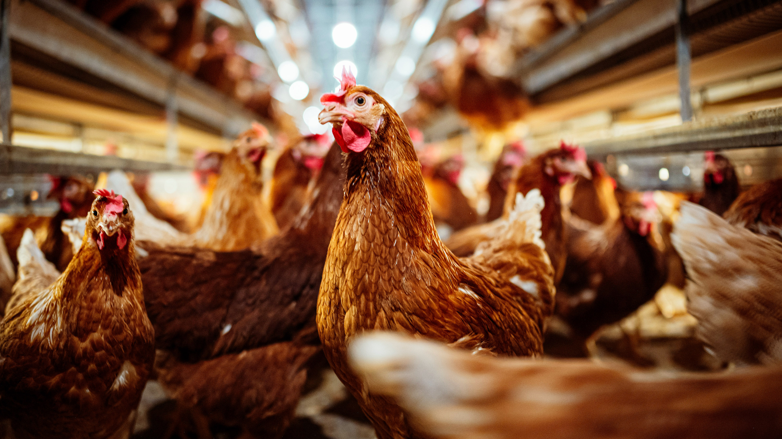 Aves de corral | Getty Images