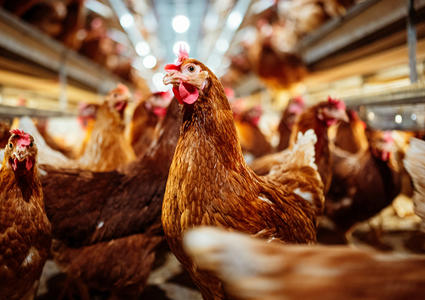 Aves de corral | Getty Images