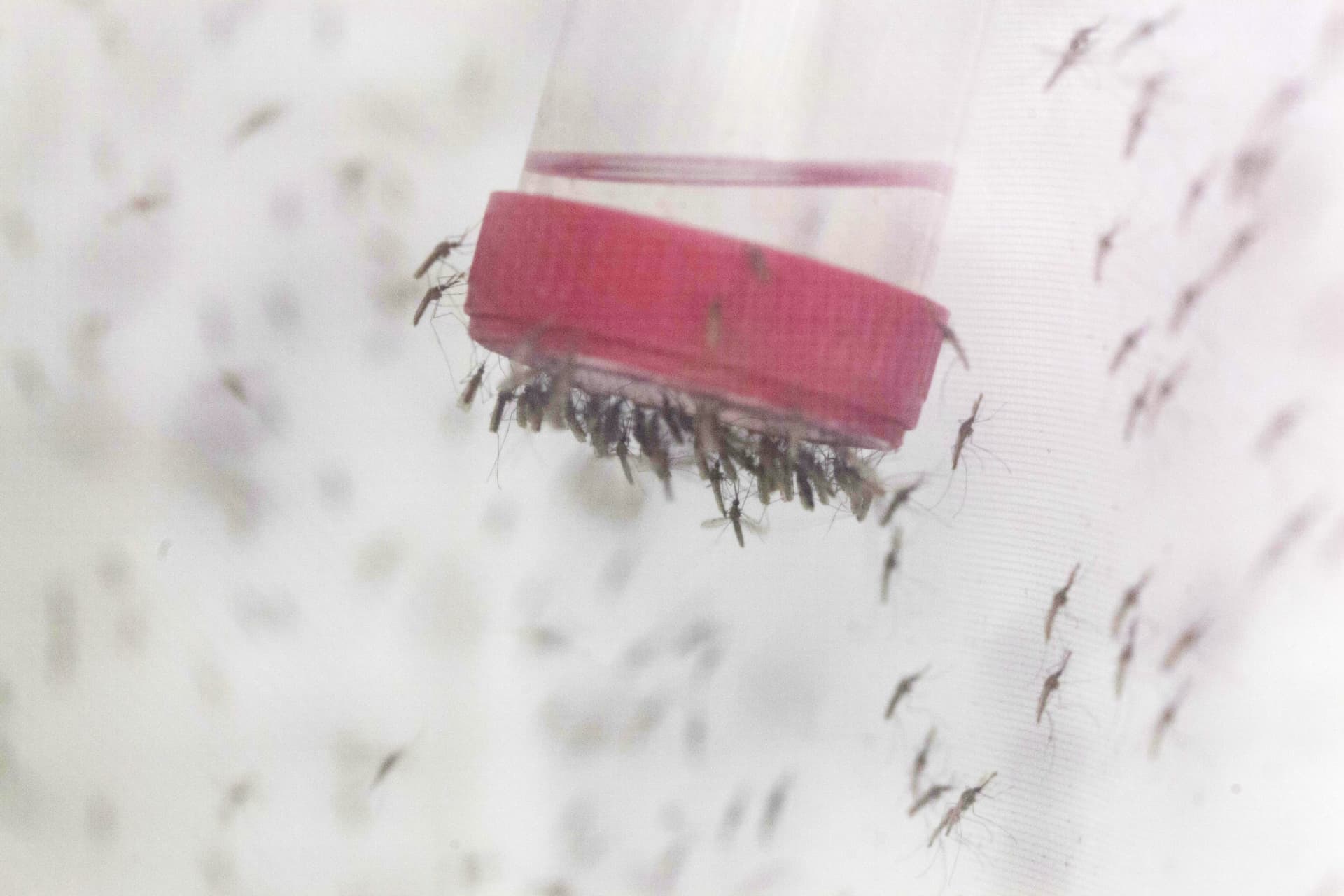 El día que el hombre aprendió a extinguir especies para resolver sus problemas