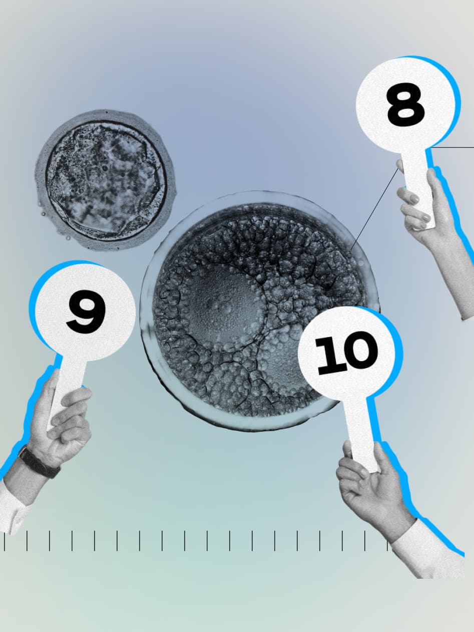 Puntuación de embriones