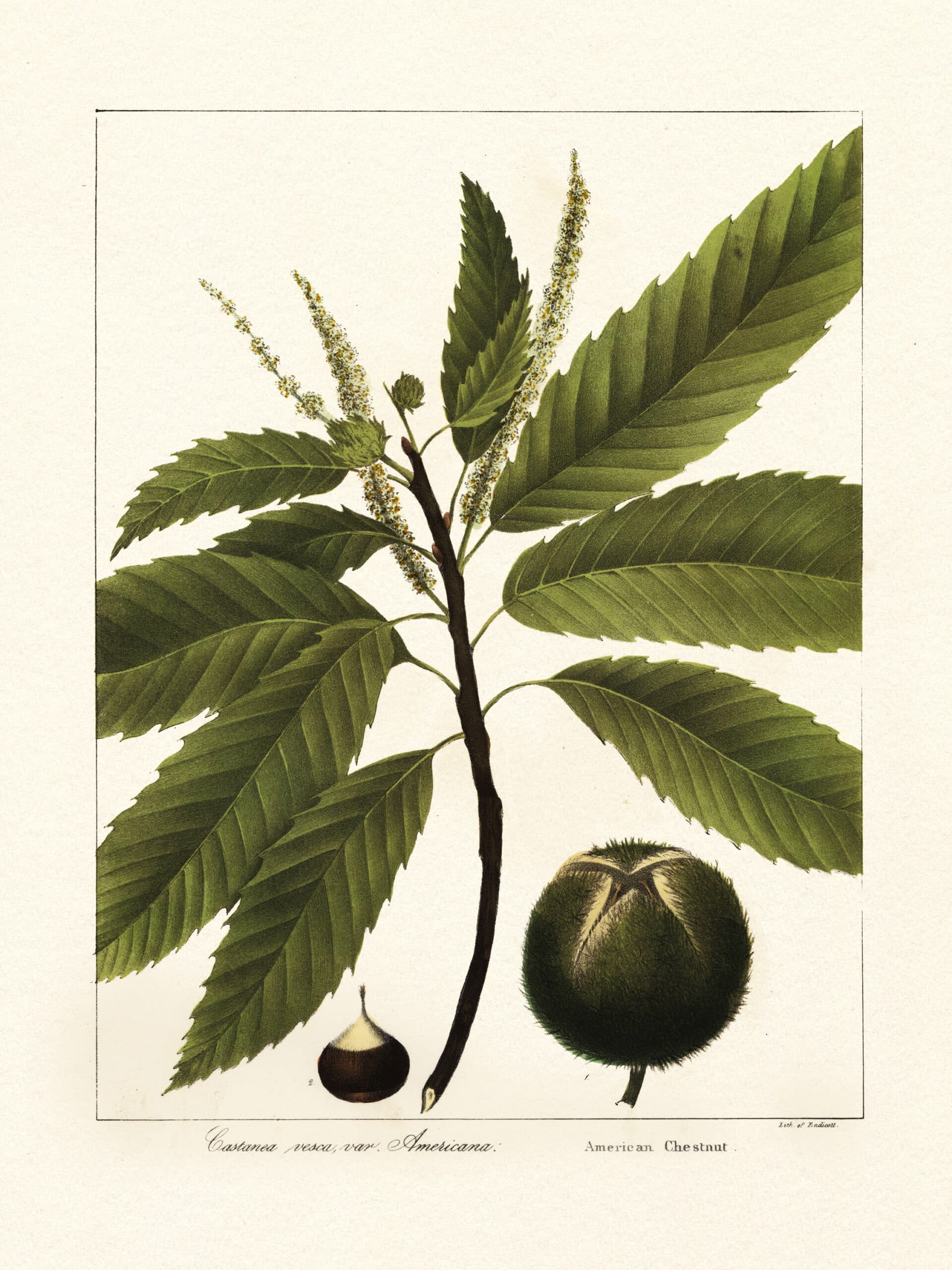 Manipulación genética para salvar al castaño americano de la extinción