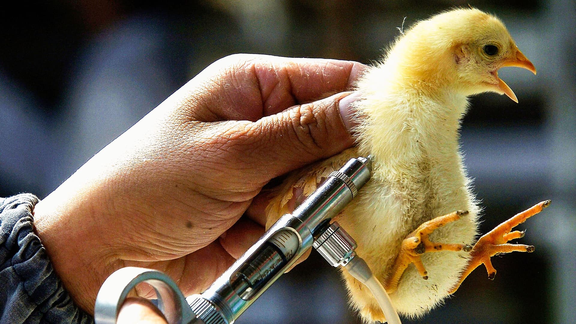 EE UU se prepara para una posible pandemia de gripe aviar