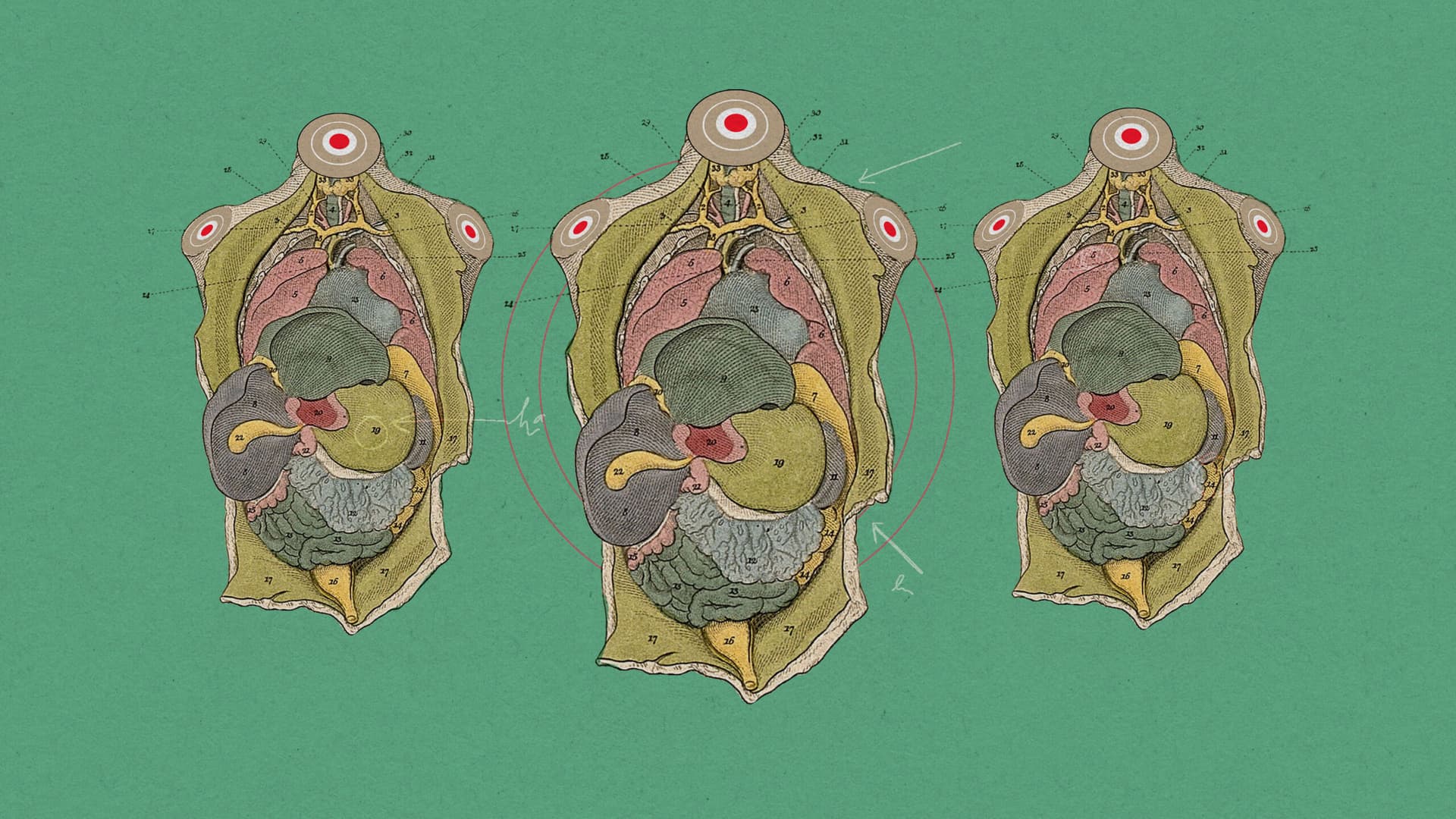 Bodyoids y Biotecnología: la controversia del futuro médico