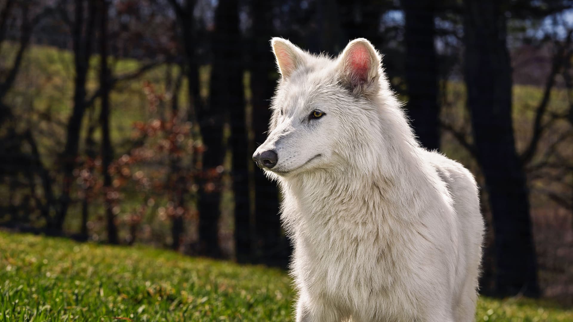 Juego de clones: los lobos “desextinguidos” que generan controversia científica